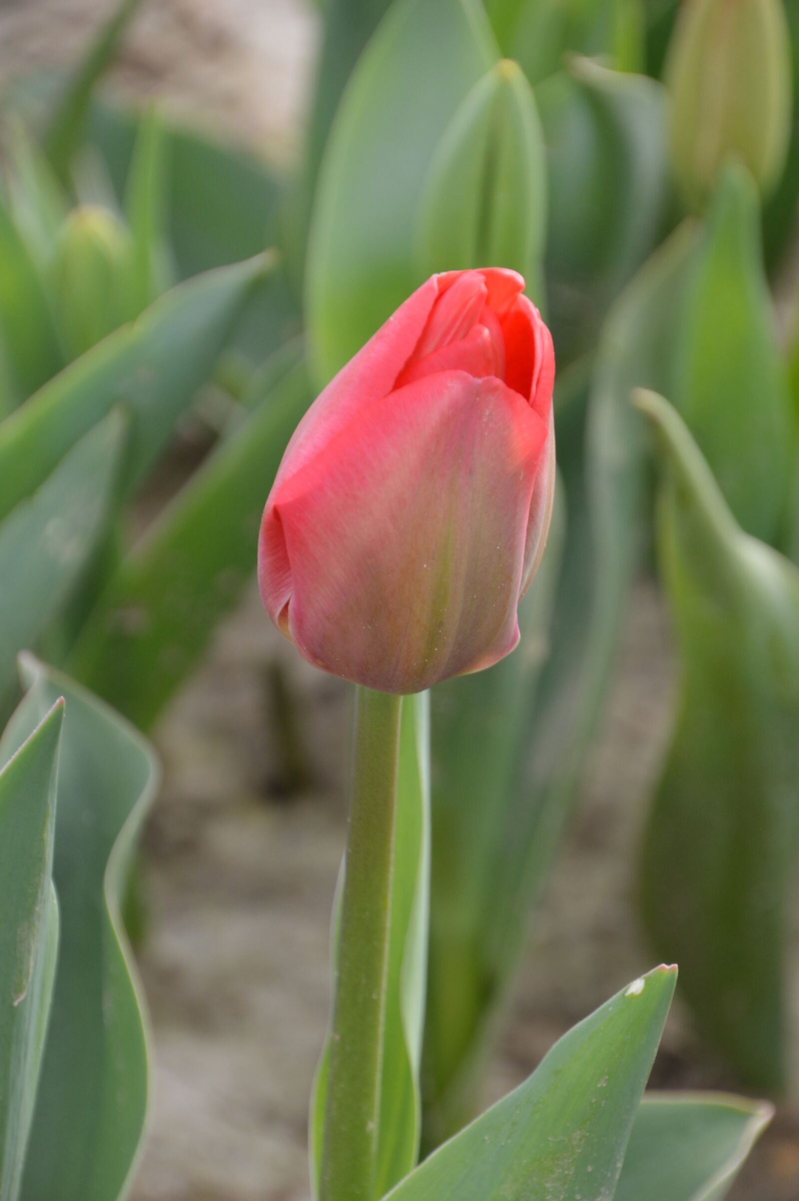 Nikon D3200 sample photo. Tulip, flower, spring photography