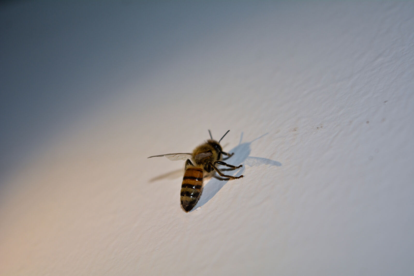 Nikon D5200 sample photo