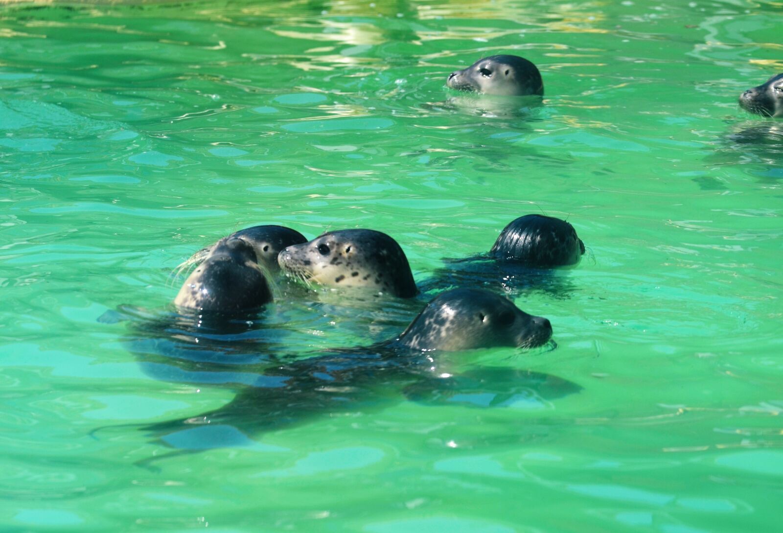 Nikon D5100 sample photo. Robbe, water, mammal photography