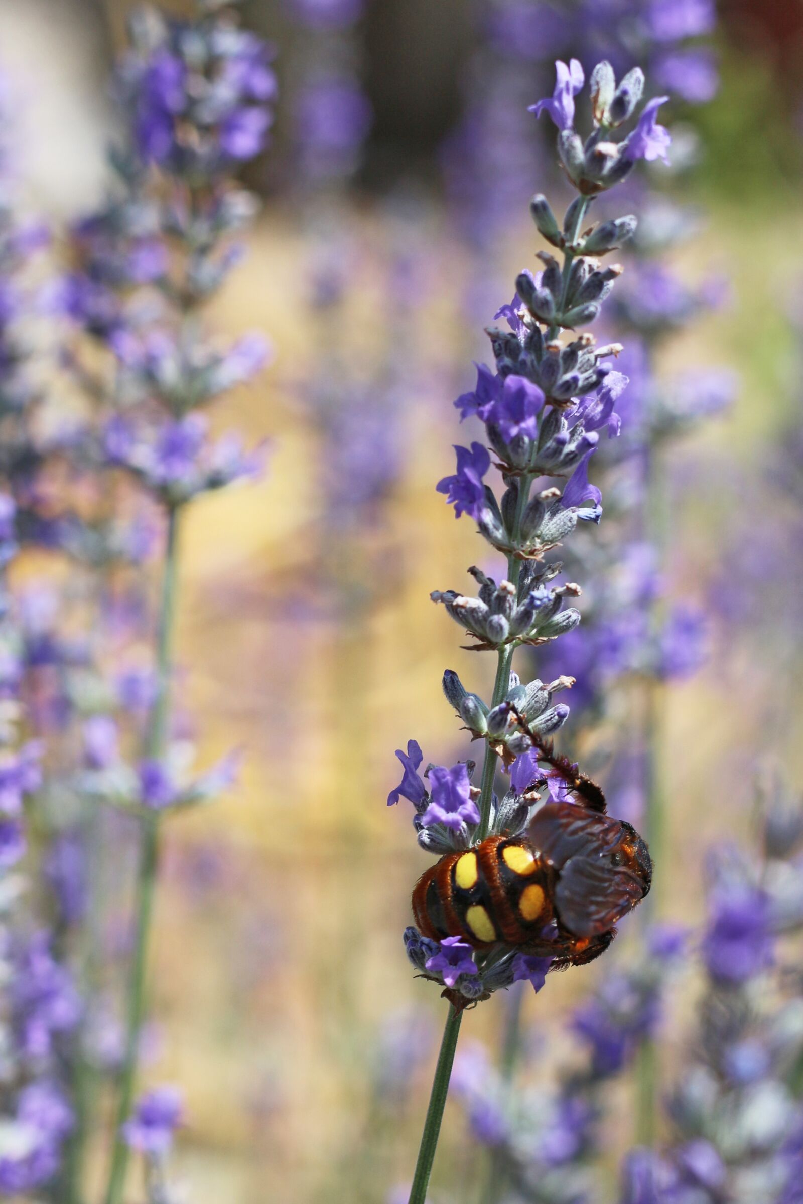 Canon EOS 700D (EOS Rebel T5i / EOS Kiss X7i) sample photo. Insect, close up, nature photography
