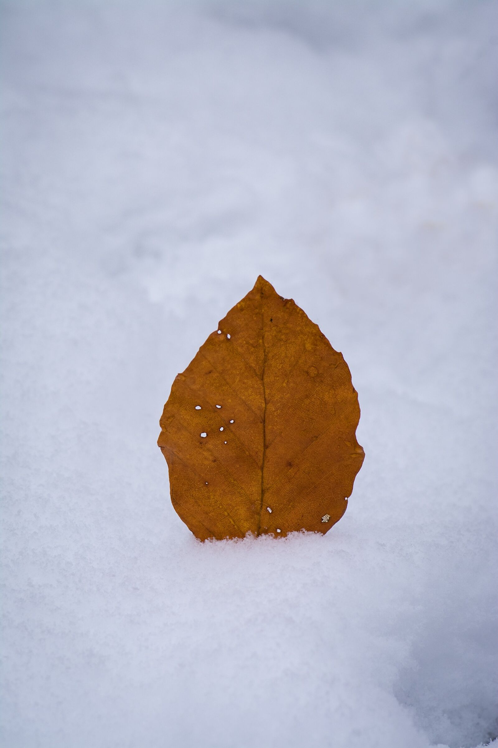 Nikon D7100 sample photo. Leaves, leaf, autumn leaf photography