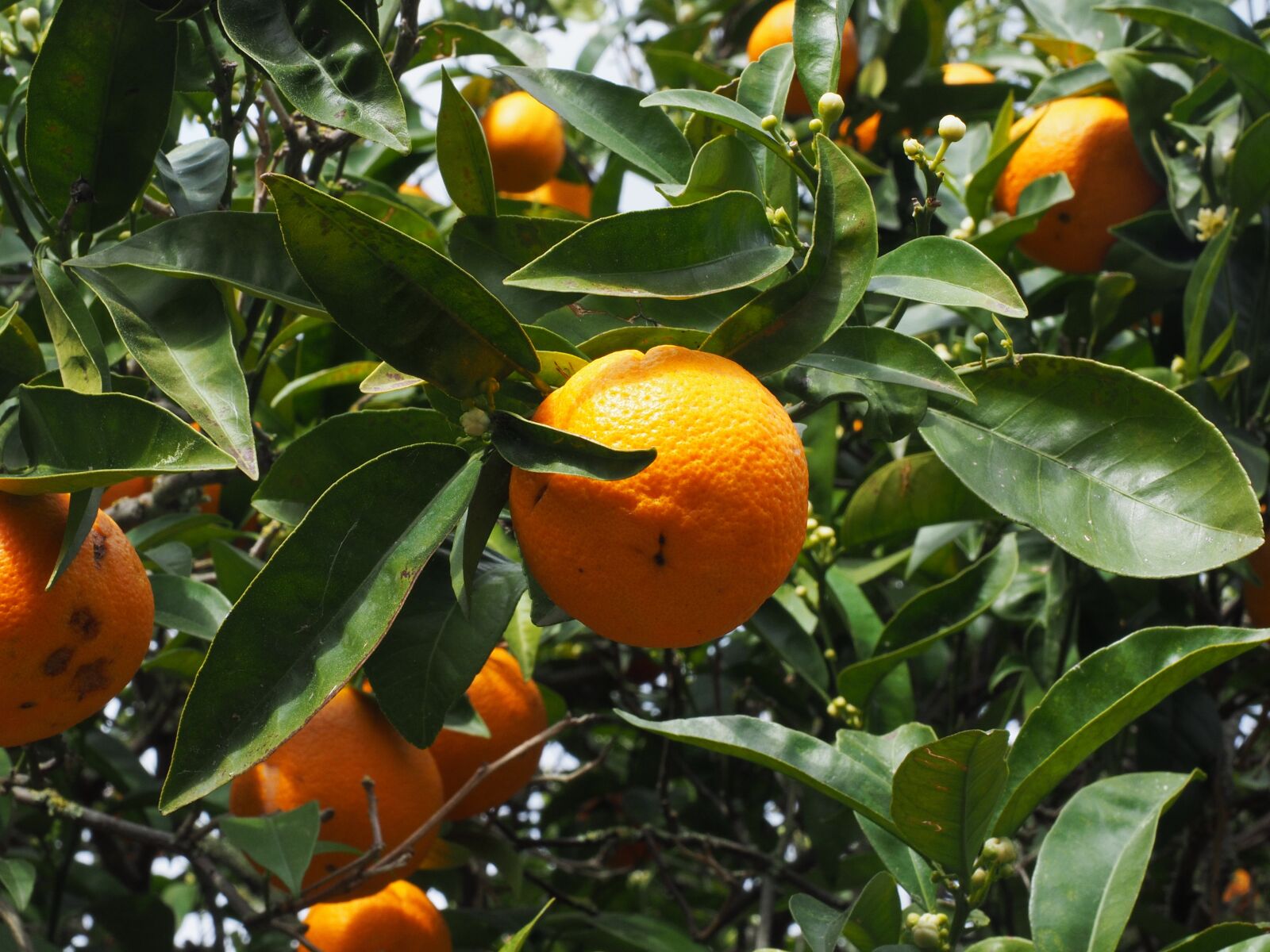 Olympus OM-D E-M1 + Olympus M.Zuiko Digital ED 12-40mm F2.8 Pro sample photo. Orange, fruit, orange tree photography