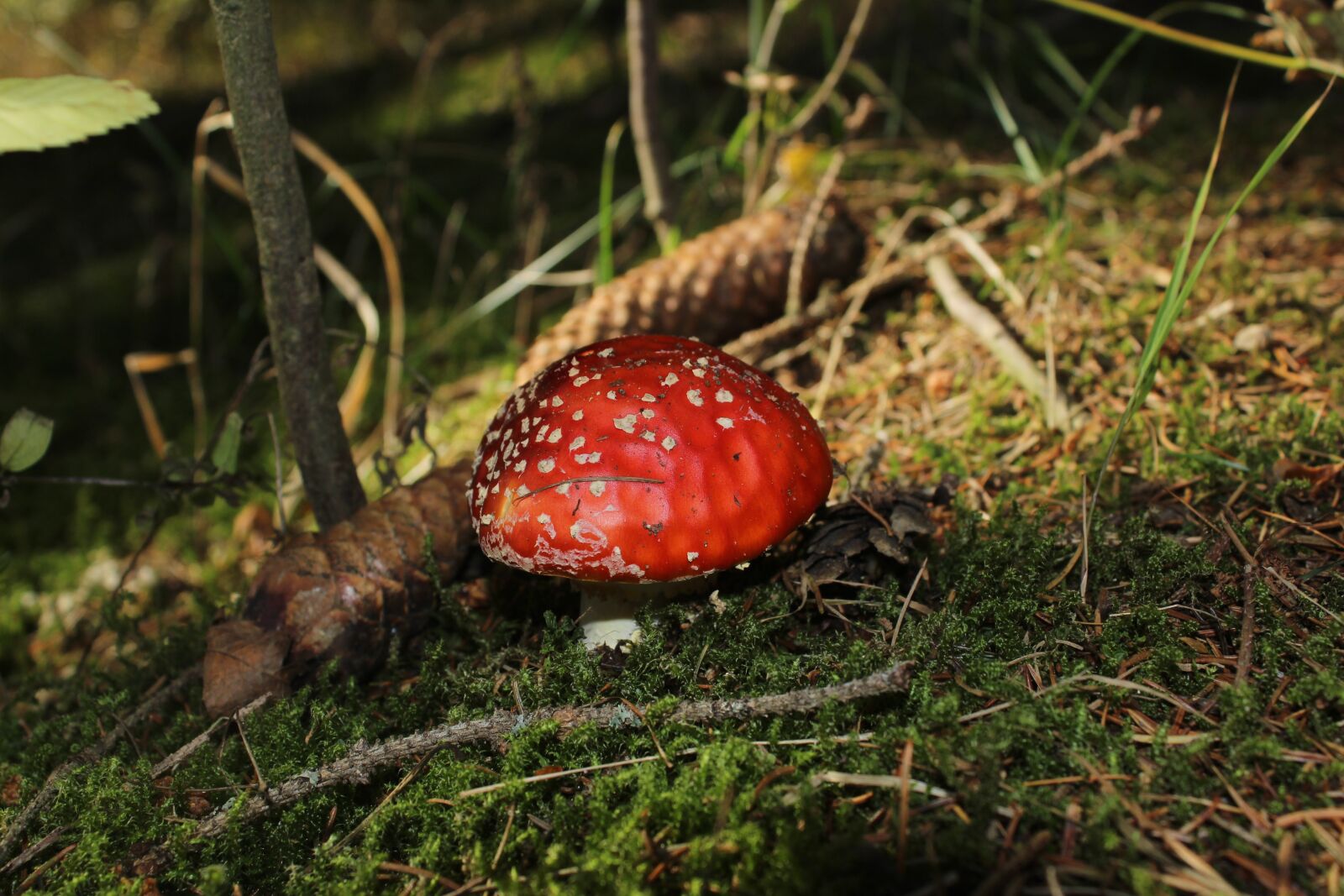 Canon EOS 1300D (EOS Rebel T6 / EOS Kiss X80) sample photo. Forest, autumn, fungus photography