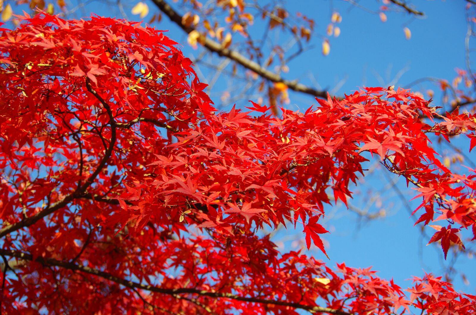 Pentax K-30 sample photo. Maple, autumn, autumnal leaves photography