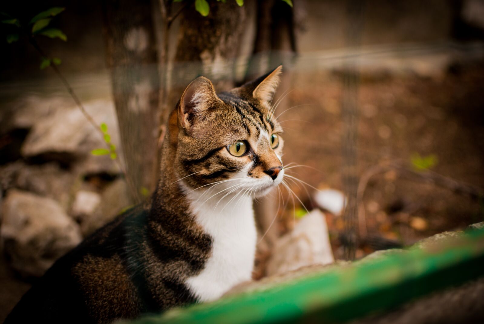 Nikon D60 sample photo. Cat, looks, dachowiec photography