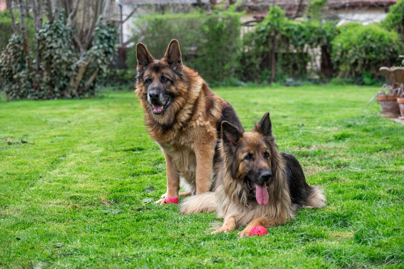 Nikon D3400 sample photo. Dogs, german shepherd, animal photography