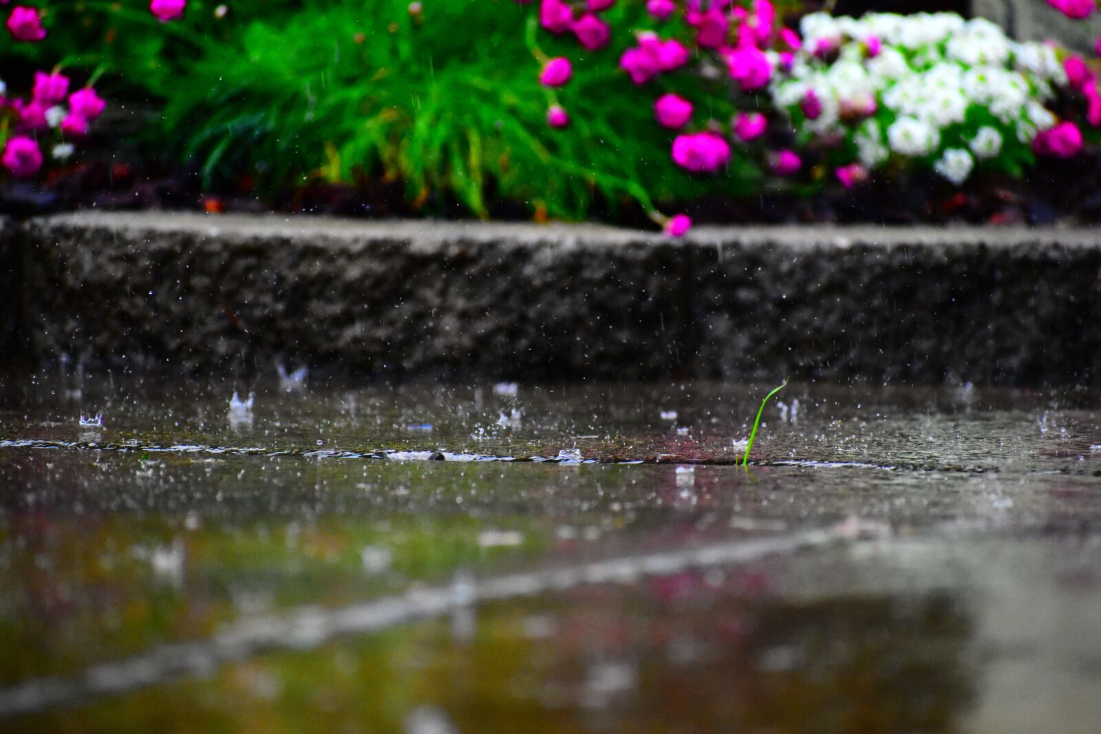 Nikon D3500 sample photo. Rain, flowers, vibrant photography