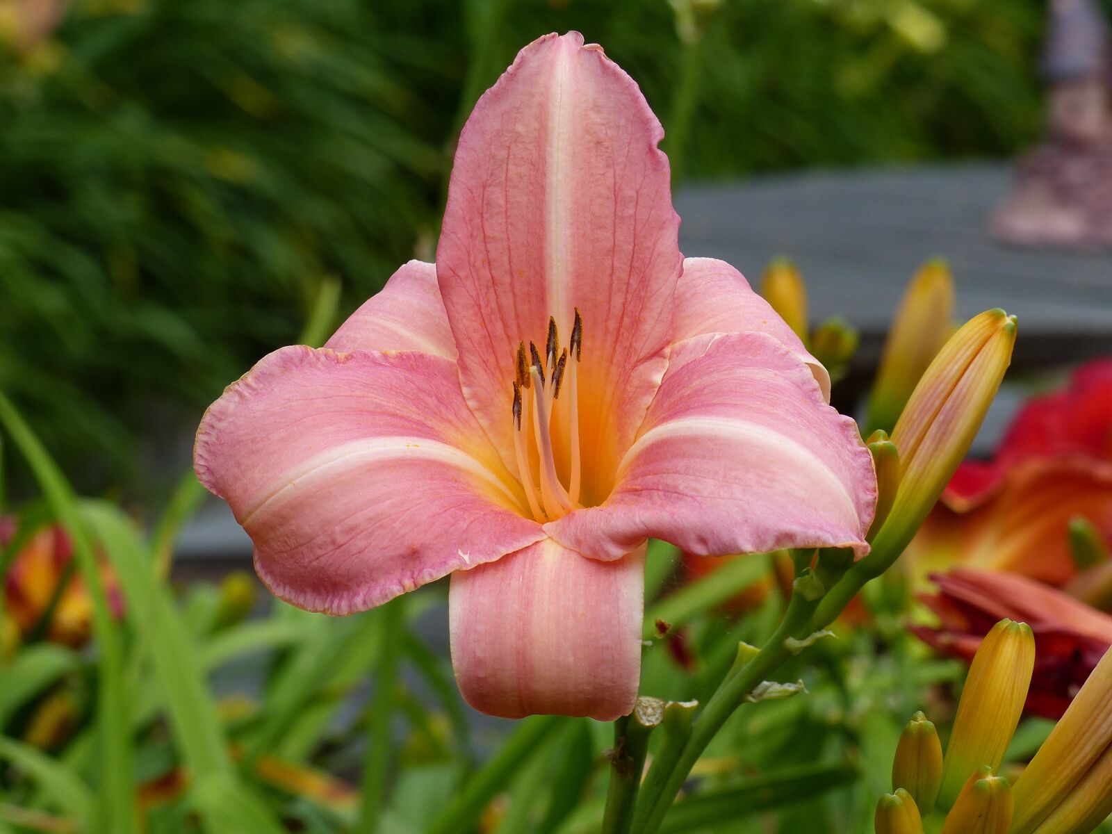 Panasonic Lumix DMC-FZ200 sample photo. Daylily, flower, plant photography