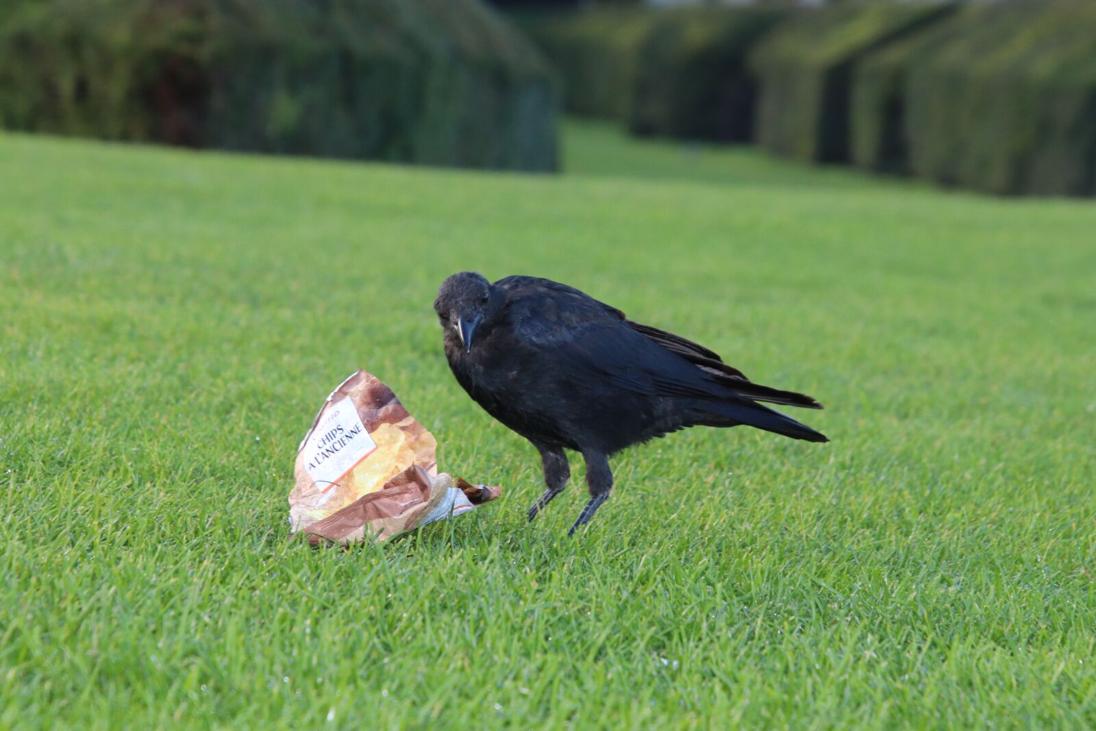Canon EOS 800D (EOS Rebel T7i / EOS Kiss X9i) sample photo. Corneille, corvidae, birds photography