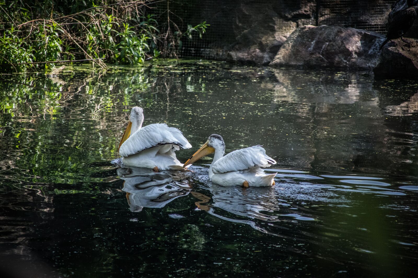 Nikon D5300 sample photo. Nature, waterfowl, water surface photography
