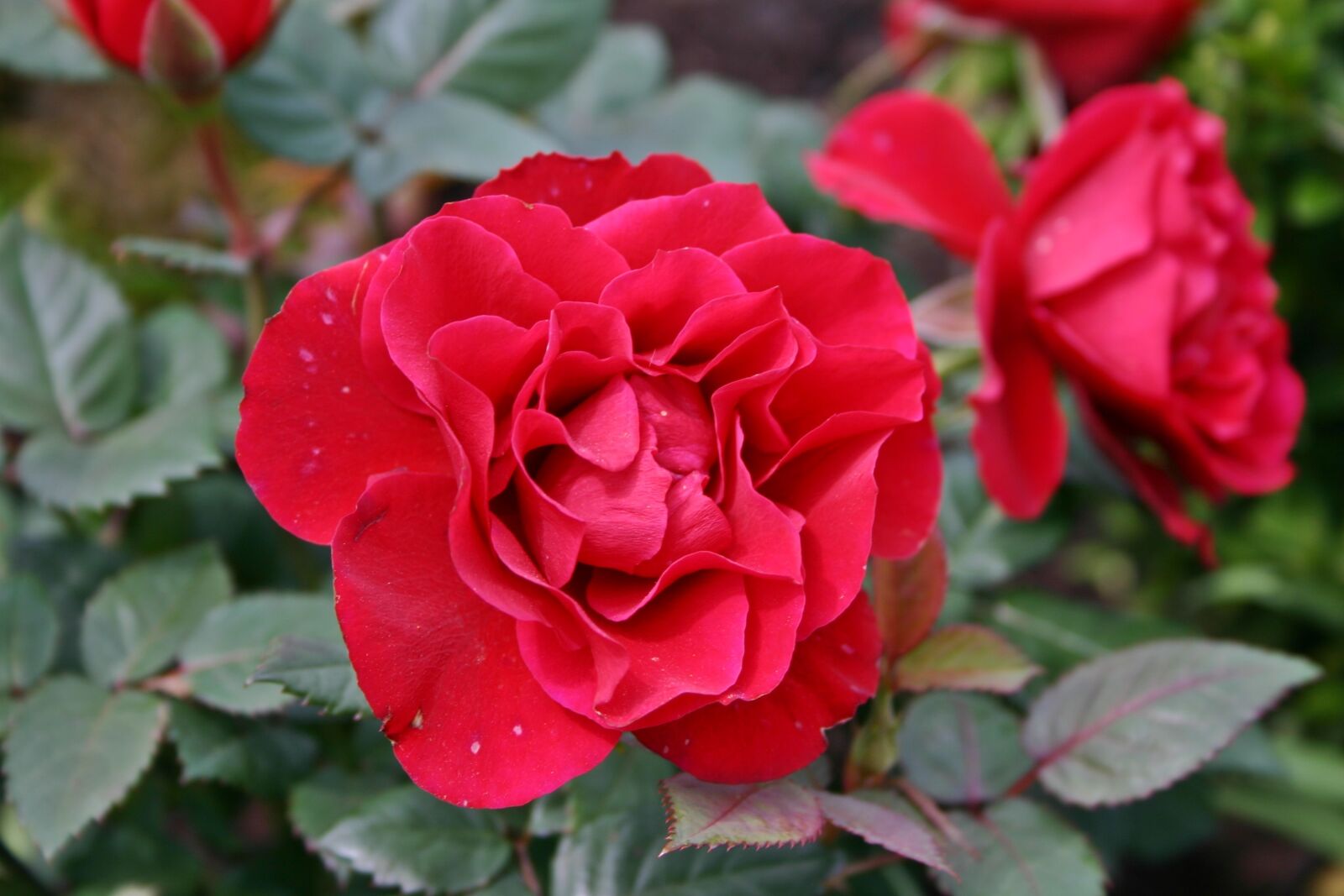 Canon EOS 300D (EOS Digital Rebel / EOS Kiss Digital) sample photo. Rose, red, blossom photography