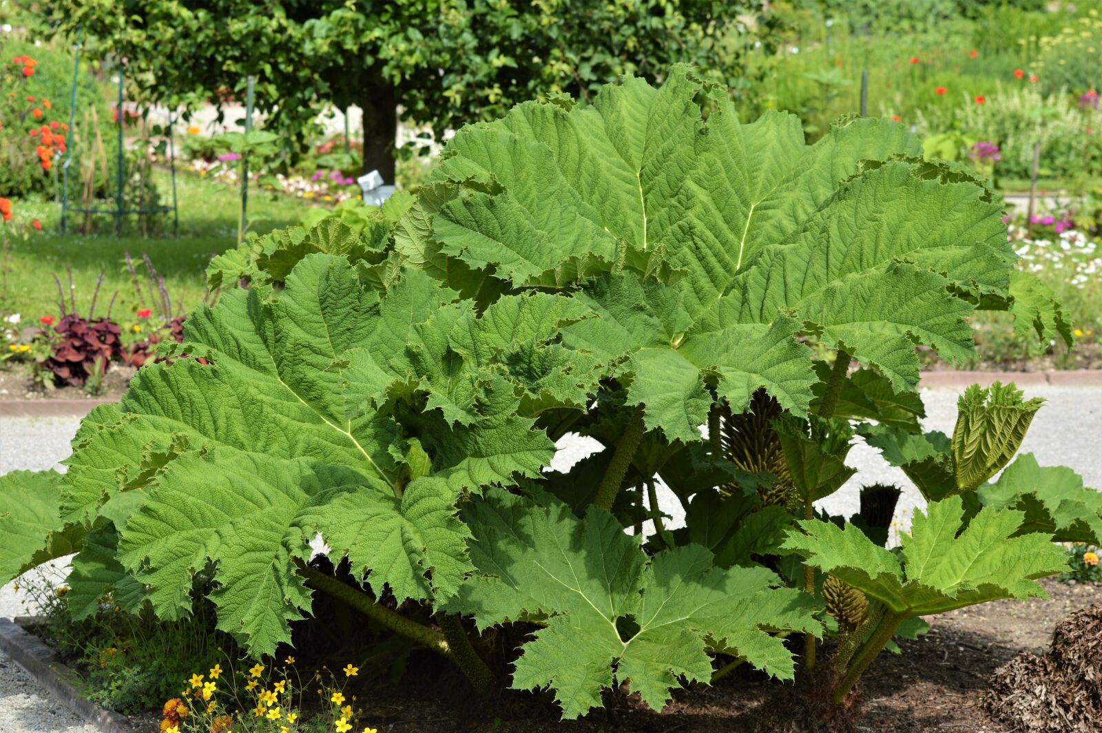 Nikon D3200 sample photo. Mammoth leaf gunnera, gunnera-tinctoria photography