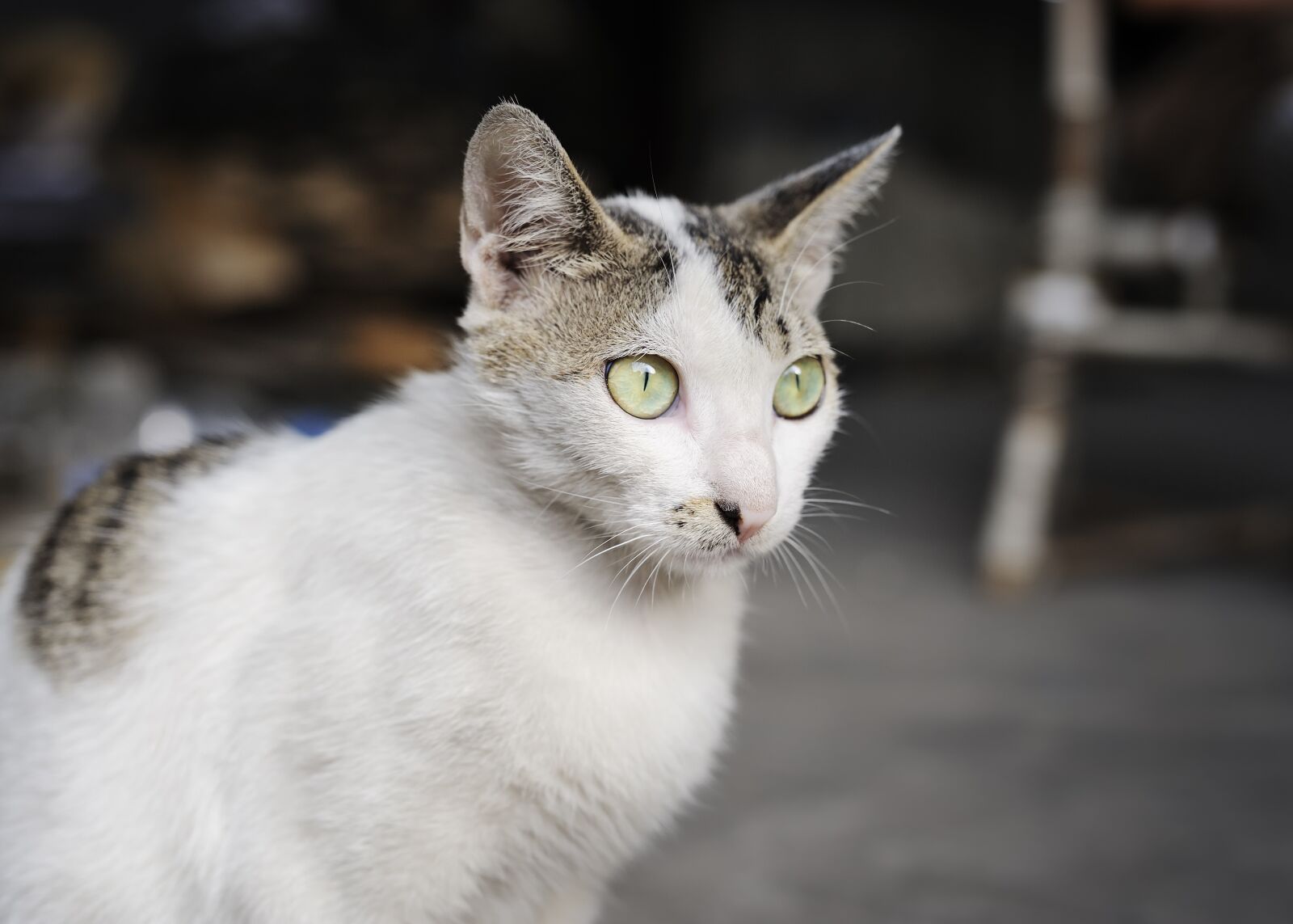 Nikon D700 sample photo. Pets, cat, eye photography