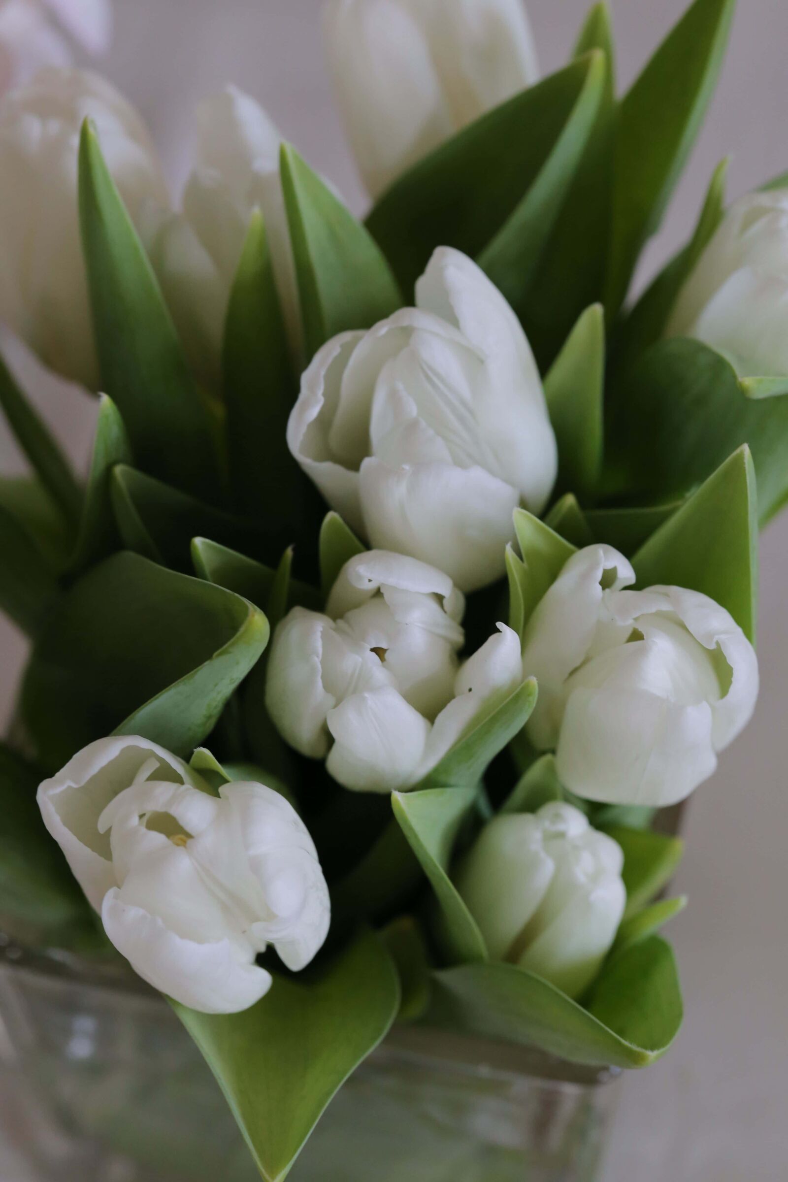 Canon EF 100mm F2.8 Macro USM sample photo. Tulips, white flower, green photography