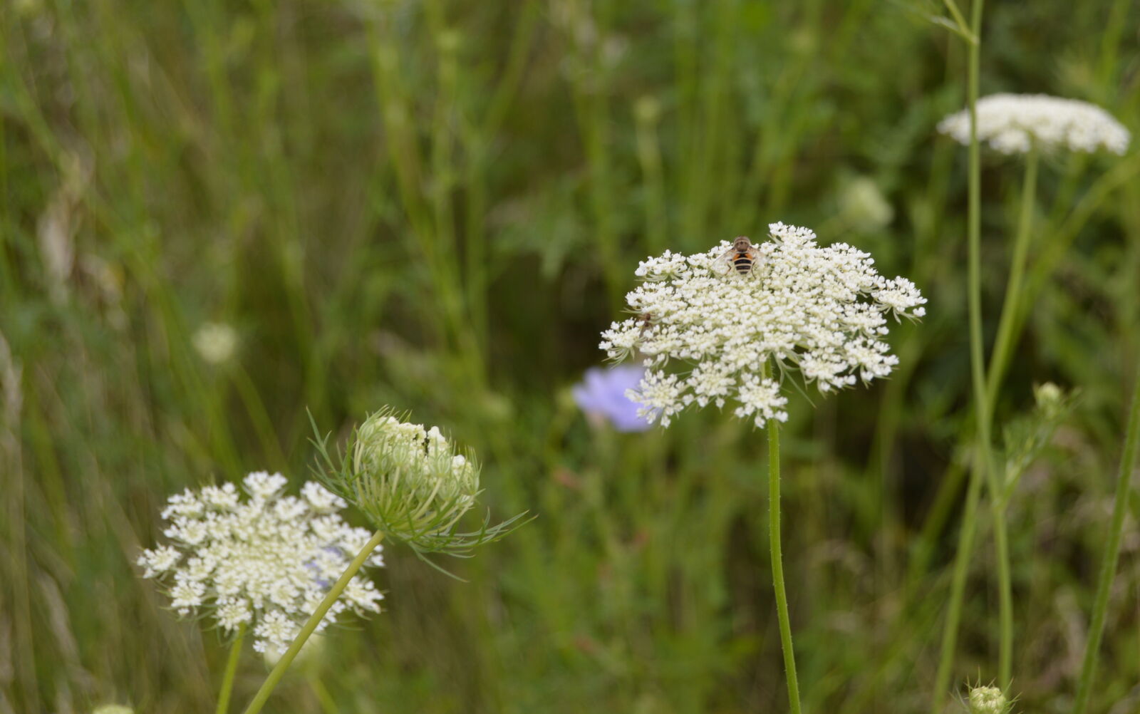 Nikon D3200 sample photo