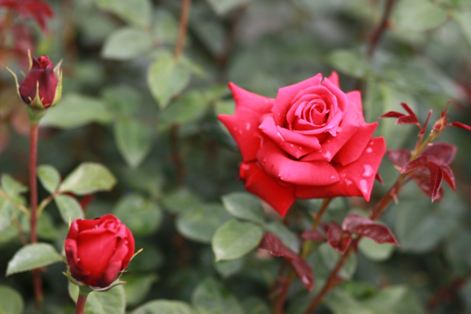 Canon EOS 500D (EOS Rebel T1i / EOS Kiss X3) sample photo. Flowers, nature, plants photography