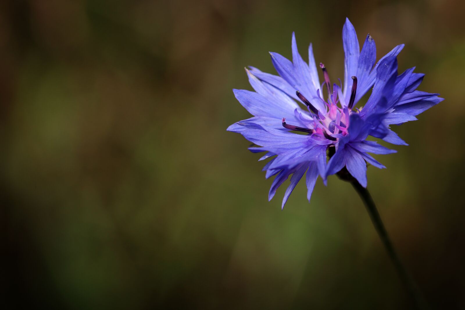 Canon EOS 80D sample photo. Cornflower, blue, meadow photography