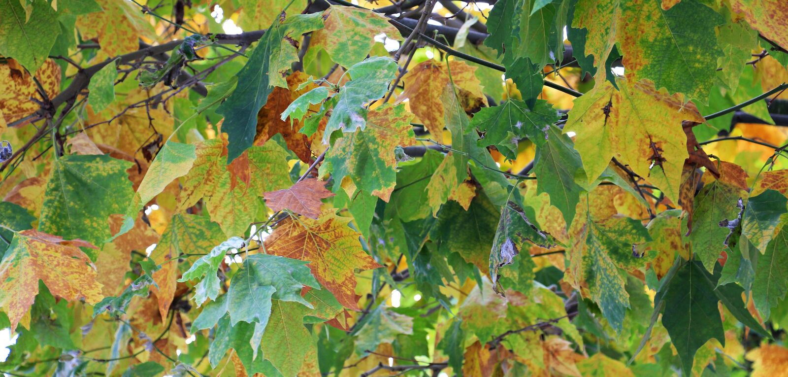 Canon EOS 550D (EOS Rebel T2i / EOS Kiss X4) sample photo. Autumn, leaves, golden autumn photography
