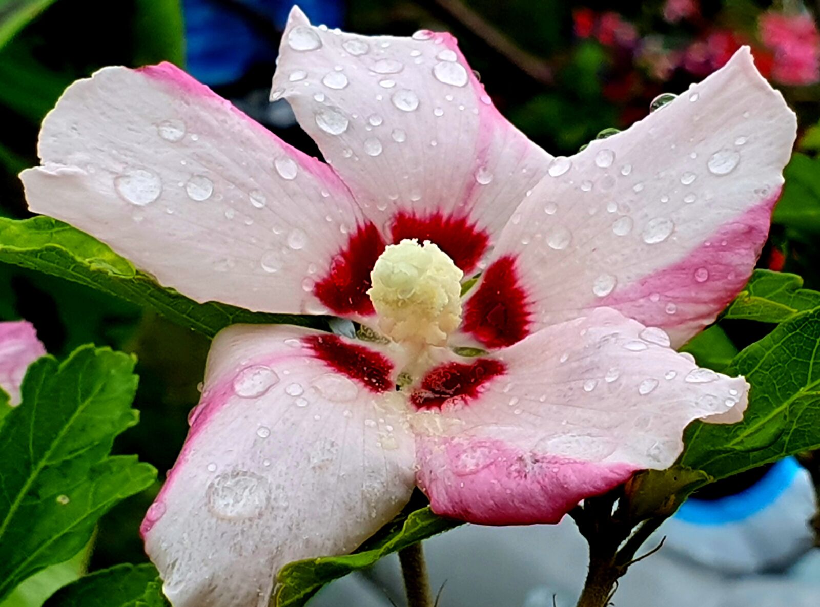 Samsung Galaxy S10+ sample photo. Hibiscus, garden, bush photography