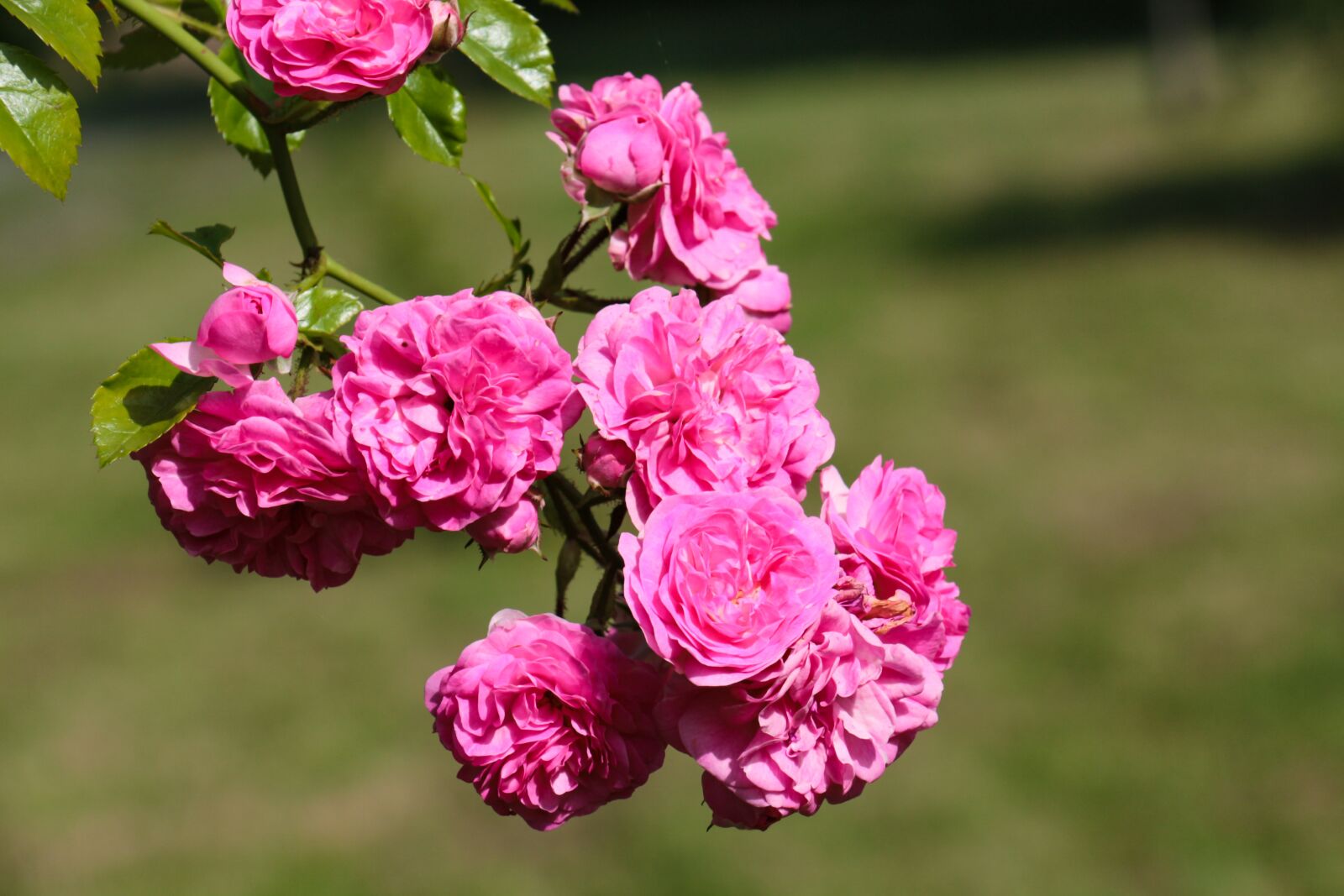 Canon EOS 700D (EOS Rebel T5i / EOS Kiss X7i) sample photo. Roses, wild rose, blossom photography