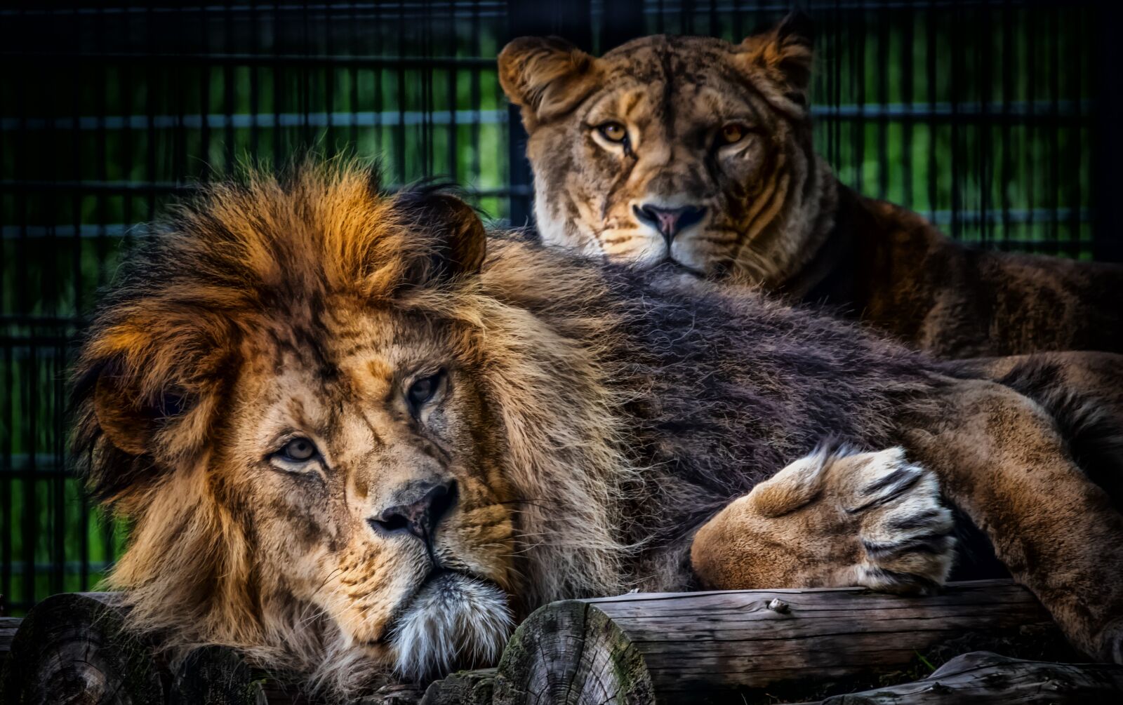 Canon EOS 80D sample photo. Lion, pair, lioness photography