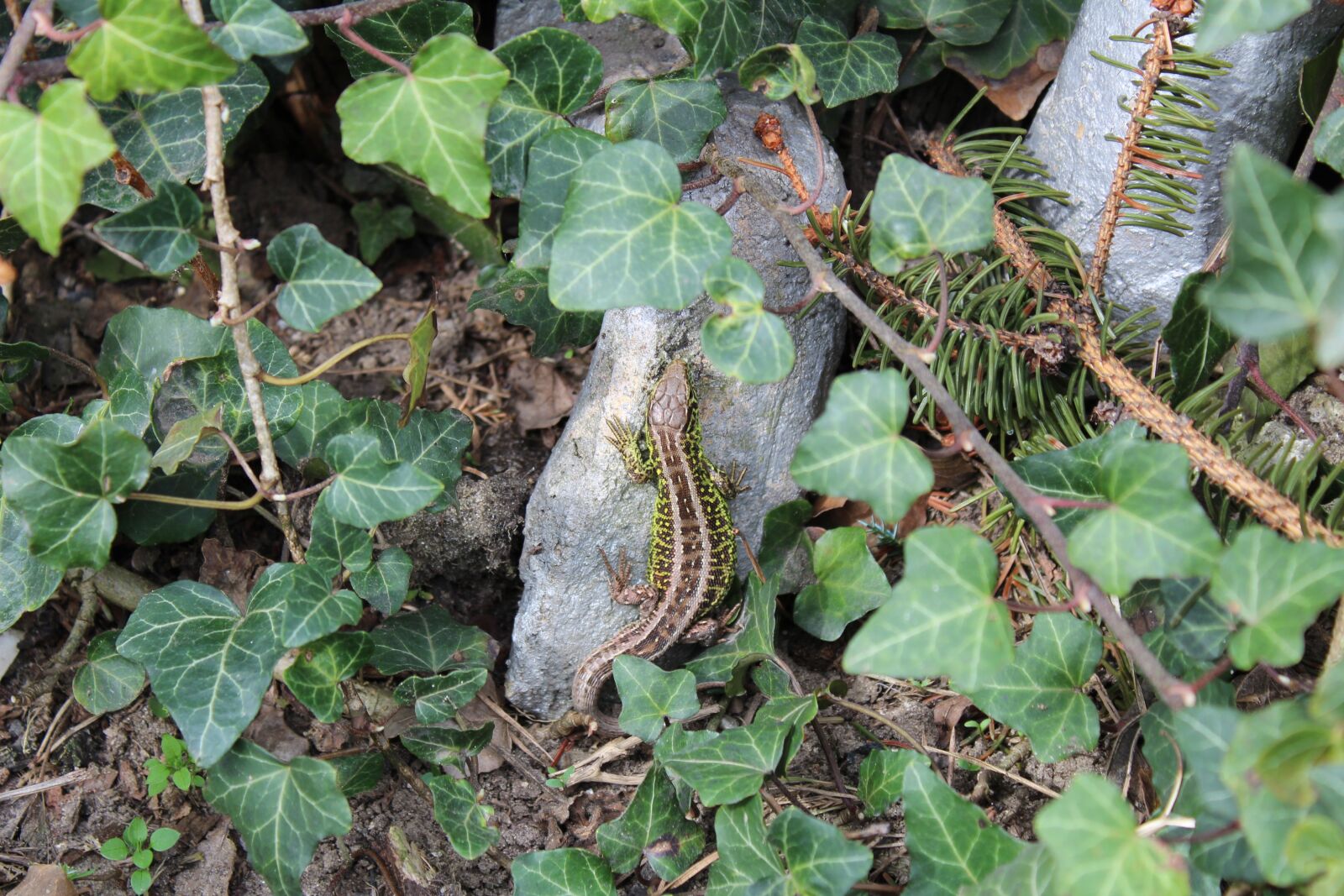 Canon EOS 1300D (EOS Rebel T6 / EOS Kiss X80) sample photo. Nature, plant, leaf photography
