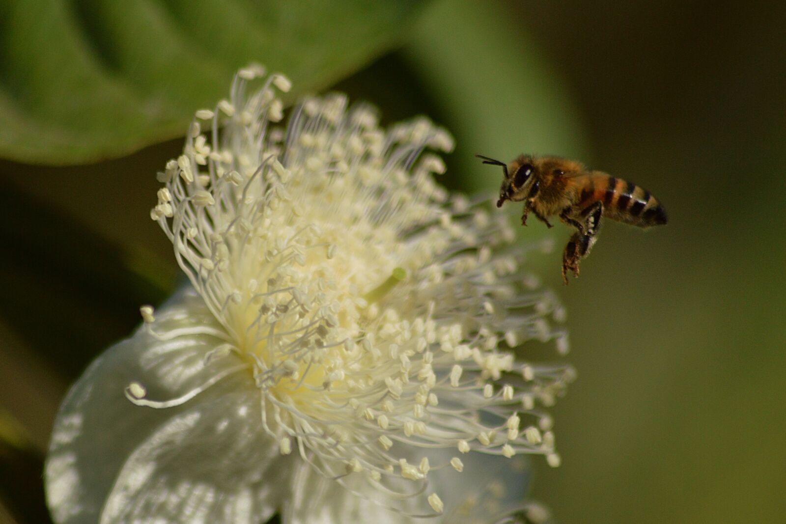 Nikon D3200 sample photo. Bee, pollen, insects photography