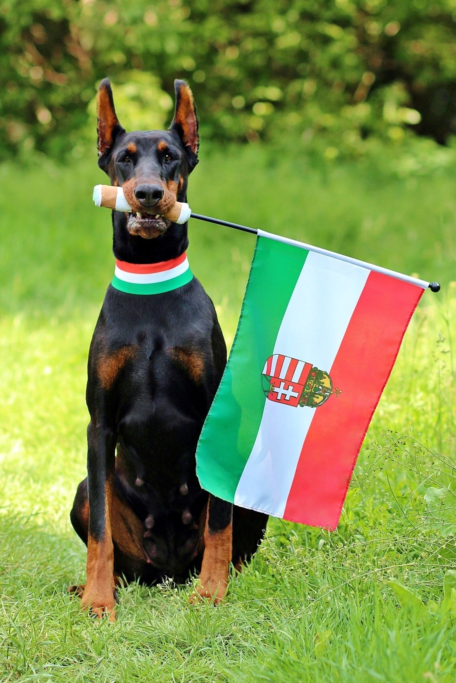 Canon EOS 600D (Rebel EOS T3i / EOS Kiss X5) sample photo. Hungarian flag, doberman, fan photography