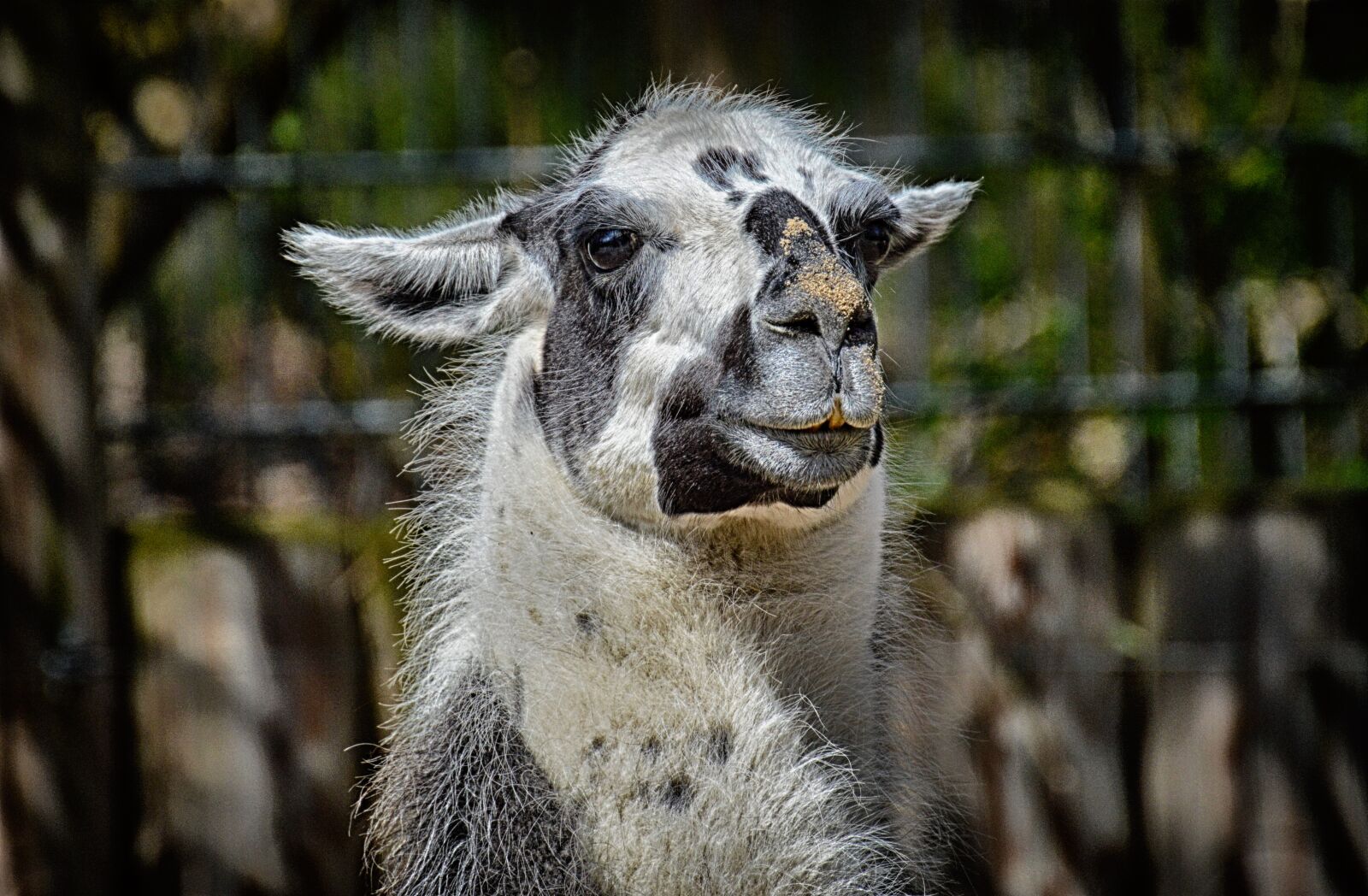 Nikon D3200 sample photo. Lama, animal, fur photography