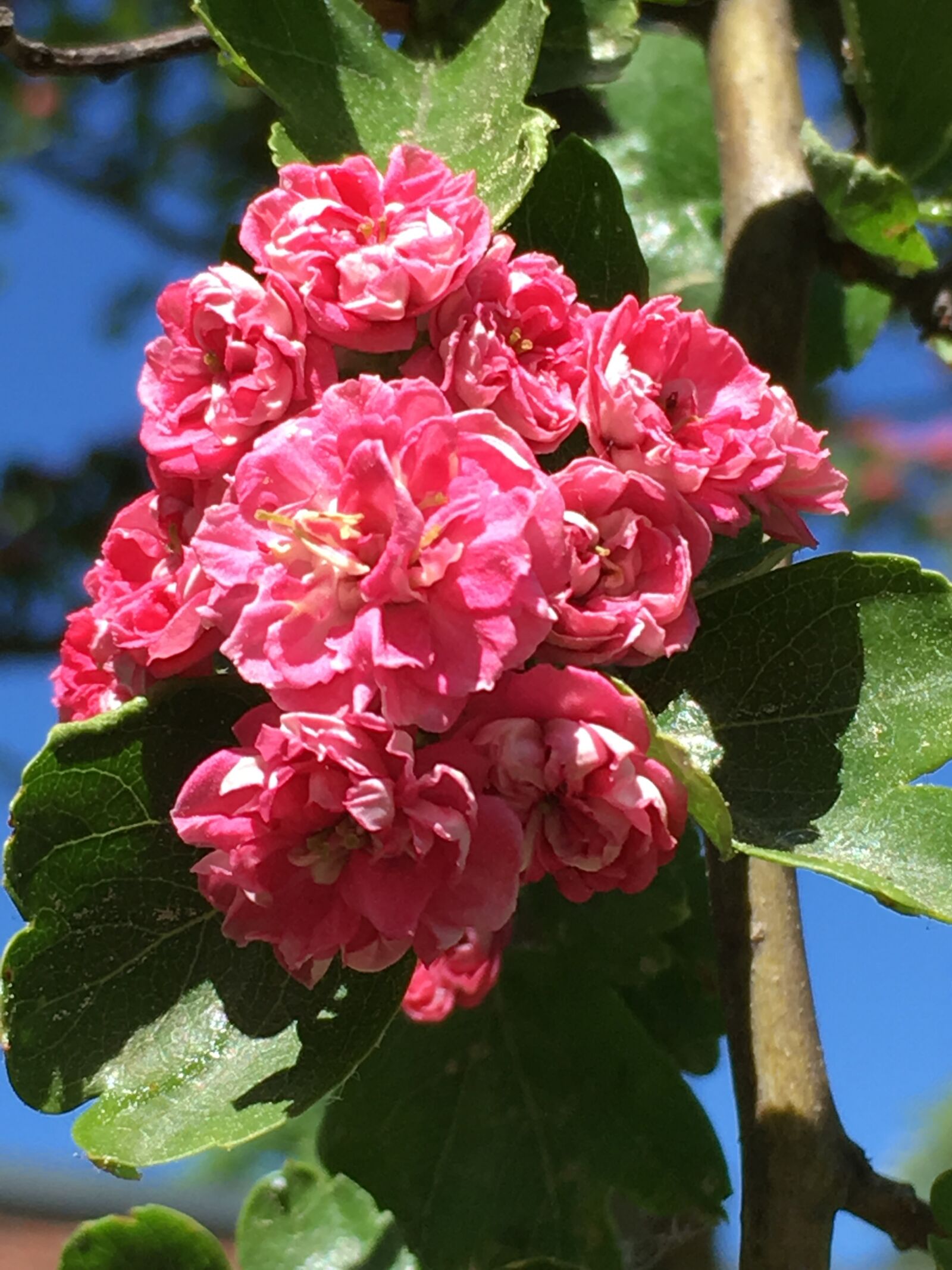 iPhone SE back camera 4.15mm f/2.2 sample photo. Hawthorn, blossom, bloom photography