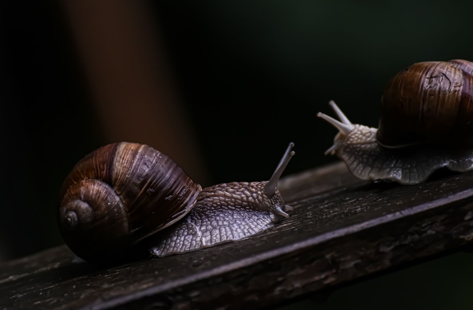Nikon D7200 sample photo. Snail, nature conservation, protected photography
