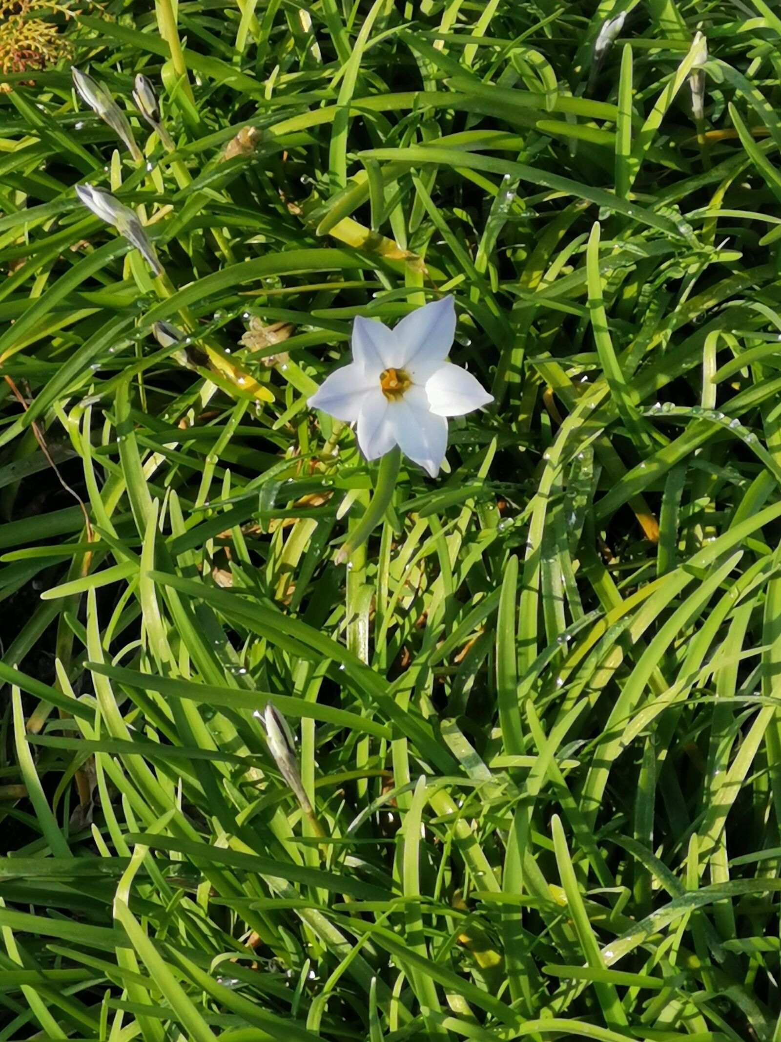 HUAWEI P30 sample photo. Flower, white, green photography