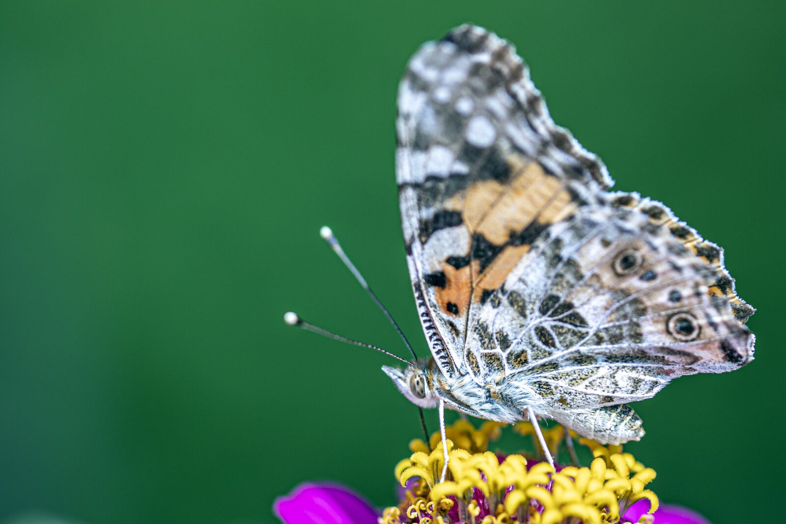 Canon EF 180mm F3.5L Macro USM sample photo. Butterfly, pink, yellow photography