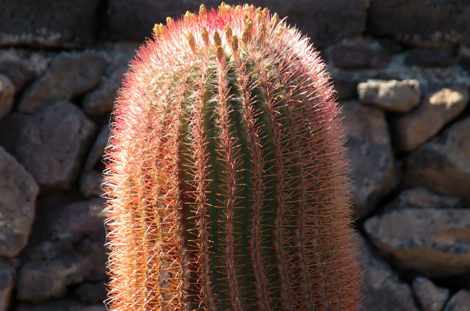 Pentax K-5 sample photo. Lanzarote, cactus, orange photography