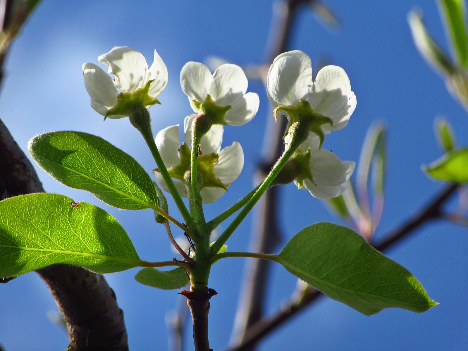 Canon PowerShot SX610 HS sample photo. Blossom, white flowers, white photography