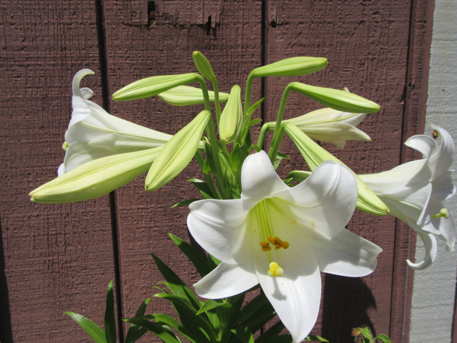 Canon PowerShot SX610 HS sample photo. White lilies in bloom photography
