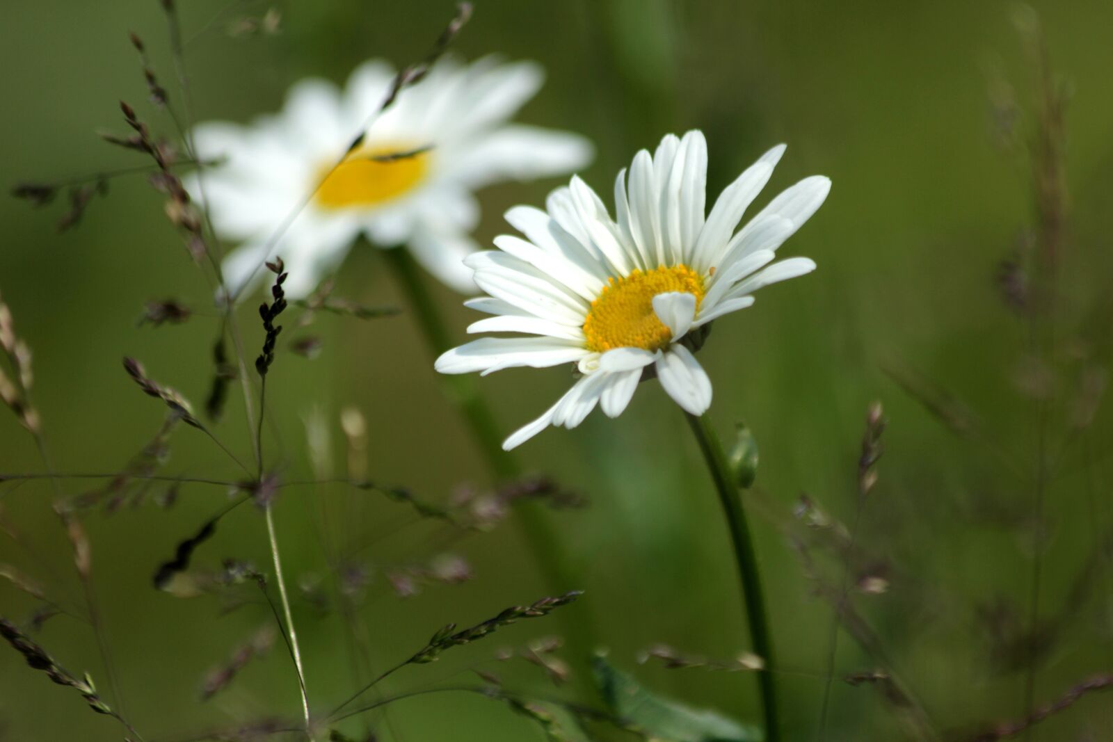Canon EOS 650D (EOS Rebel T4i / EOS Kiss X6i) sample photo. Chamomile, flowers, white flowers photography