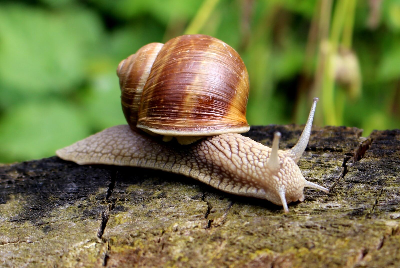 Canon EOS 100D (EOS Rebel SL1 / EOS Kiss X7) sample photo. Snail, shell, mucus photography