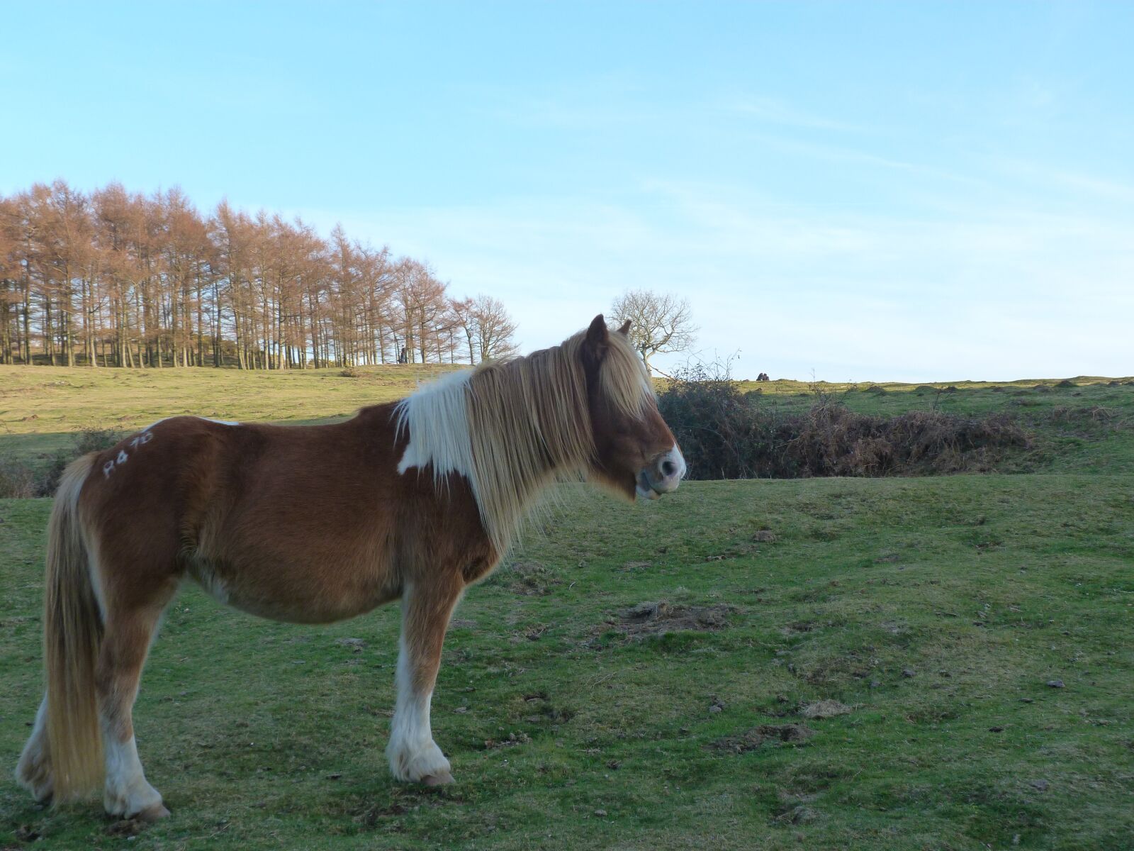 Panasonic Lumix DMC-FZ40 (Lumix DMC-FZ45) sample photo. Horse, nature, love horse photography