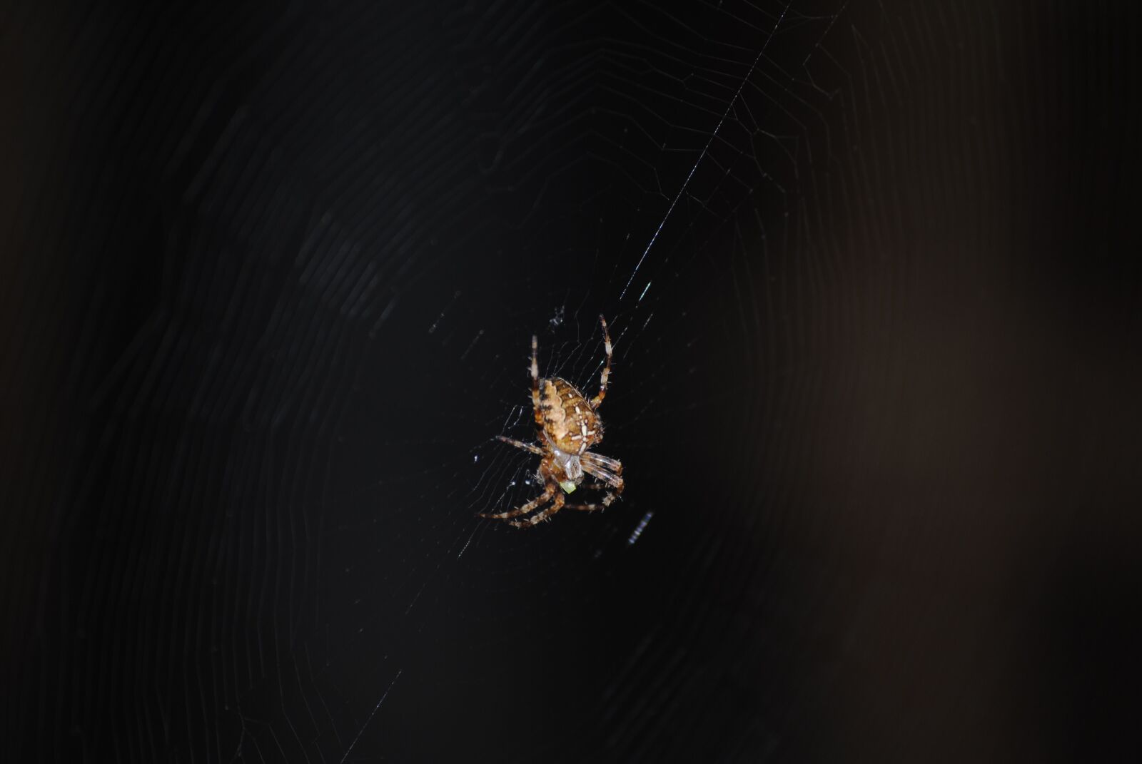 Nikon D3000 sample photo. Spider, web, insect photography
