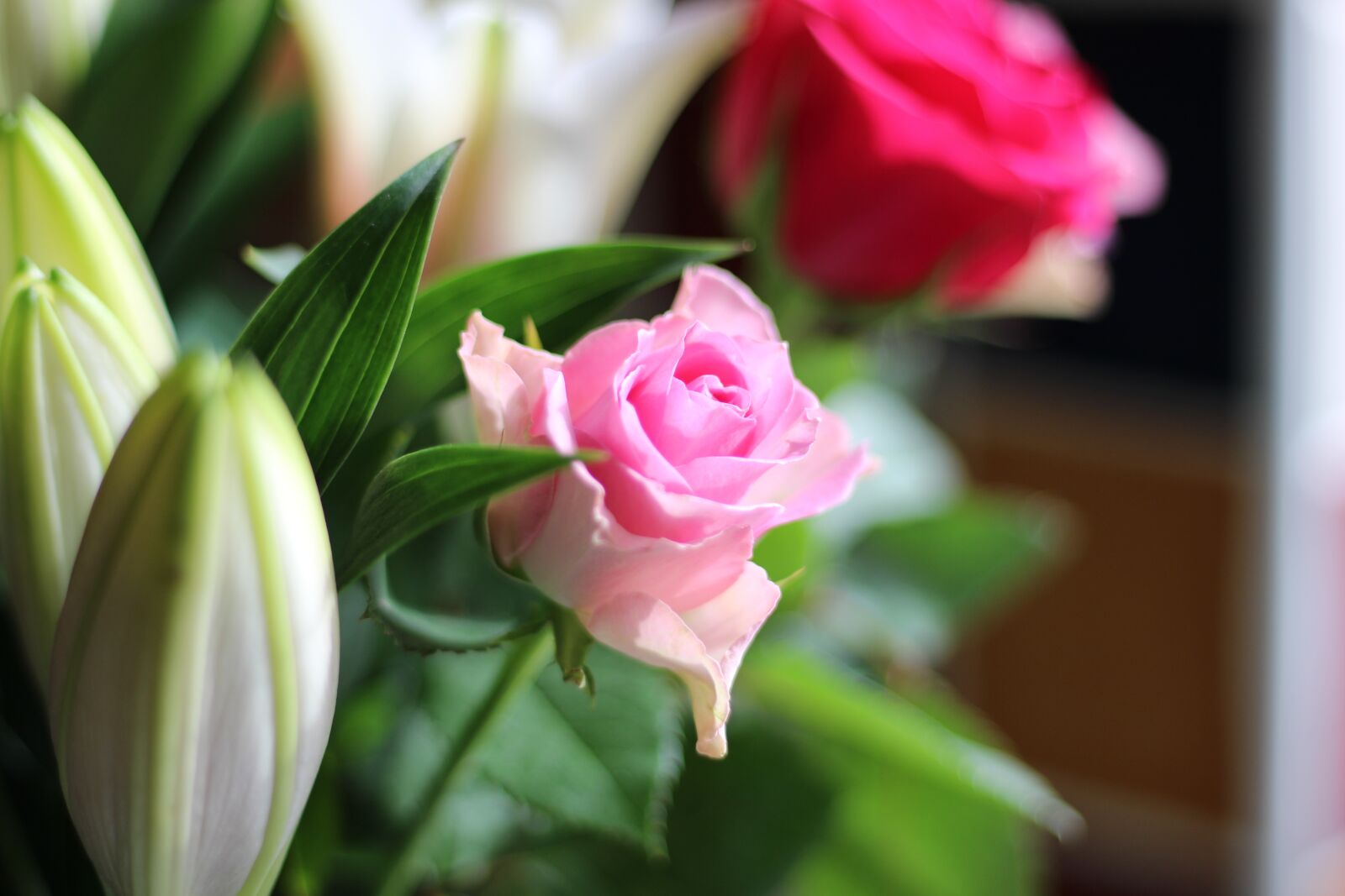 Canon EF 50mm F1.8 STM sample photo. Pink, flower, rose photography