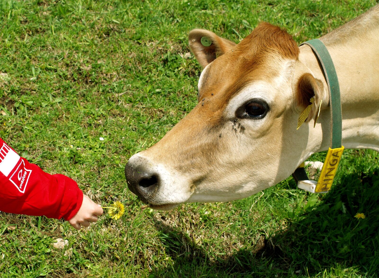 Olympus E-400 (EVOLT E-400) sample photo. Cow, animals, alm photography