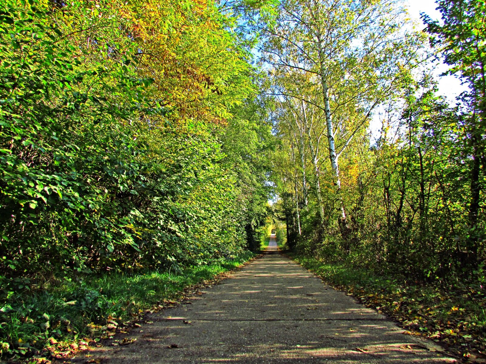 Canon PowerShot SX30 IS sample photo. Spacer, way, birch photography