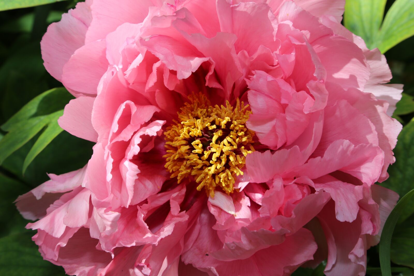 Canon EF 24-105mm F4L IS USM sample photo. Chinese, dendritic, peony photography