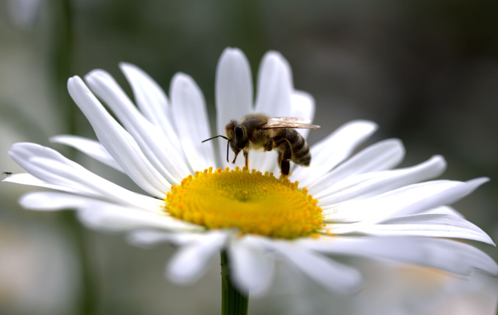 Canon EF-S 60mm F2.8 Macro USM sample photo. Bee, daisy, pollen photography