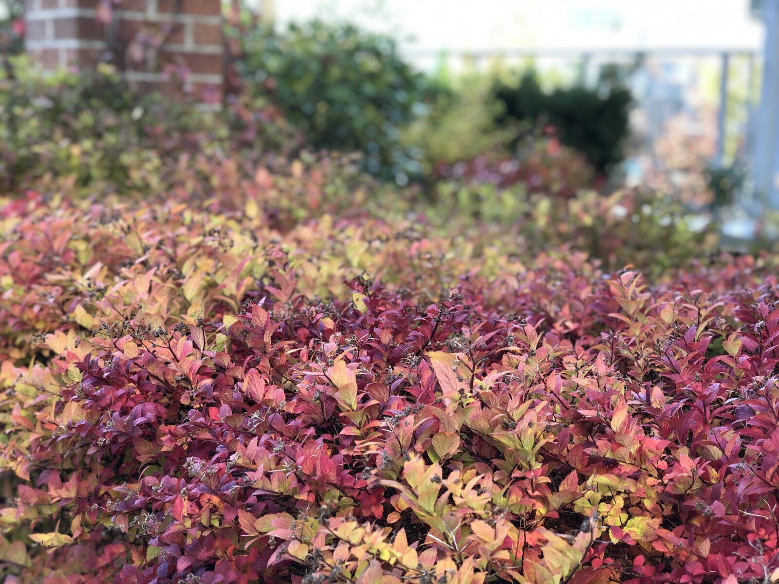 iPhone X back dual camera 6mm f/2.4 sample photo. Canada, bc, port moody photography