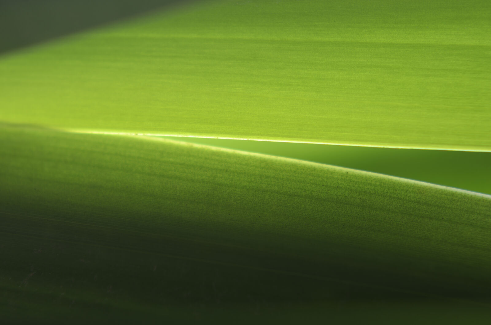 Nikon D7000 + Nikon AF-S Nikkor 50mm F1.8G sample photo. Abstract, abstrato, background, brazilian photography