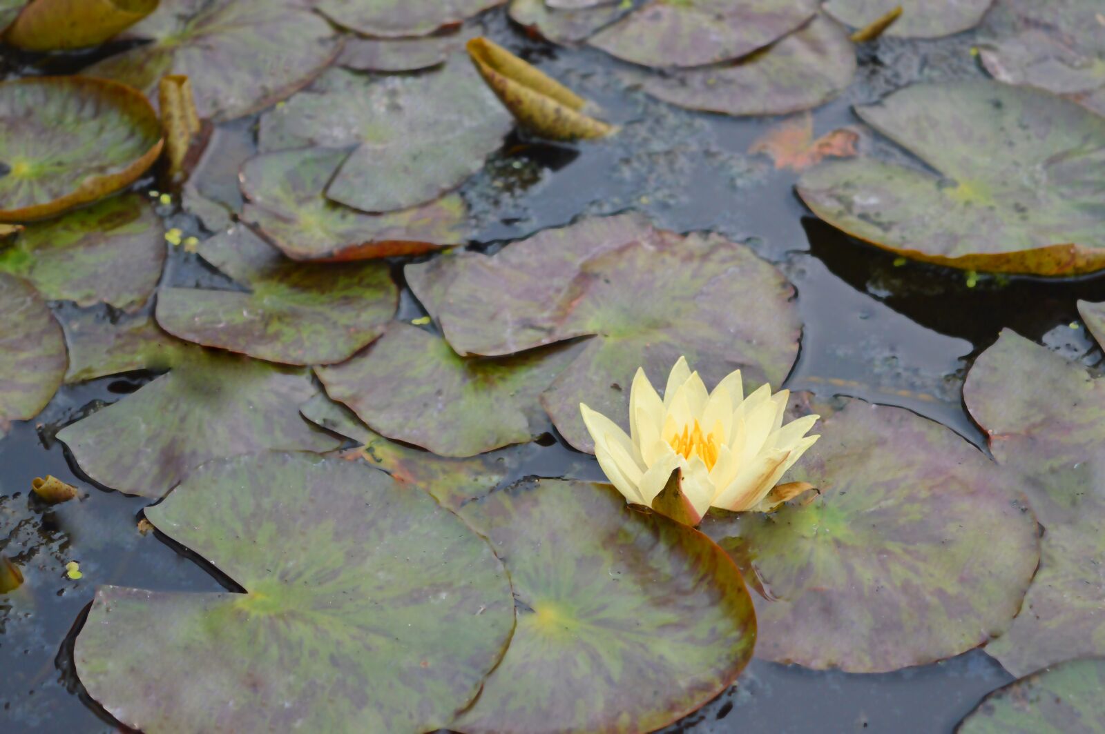 Nikon D3200 sample photo. Lotus, water, pond photography