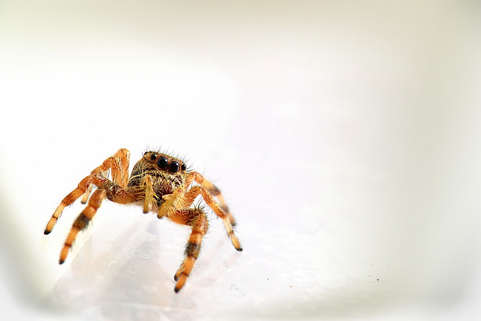Canon EOS M50 (EOS Kiss M) sample photo. Arachnid, spider, salticidae photography