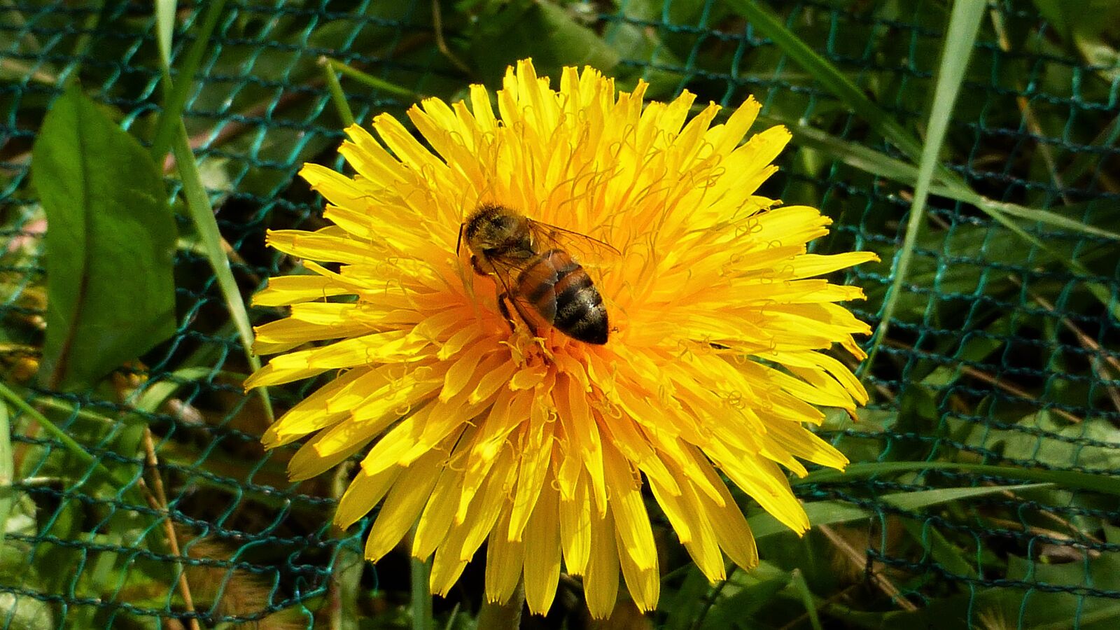 Panasonic Lumix DMC-ZS25 (Lumix DMC-TZ35) sample photo. Nature, bee, flower photography